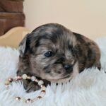 Etoile-female-froodle-puppy-for-sale- (3)
