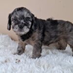 Etoile-female-froodle-puppy-for-sale- (4)