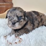 Etoile-female-froodle-puppy-for-sale- (4)