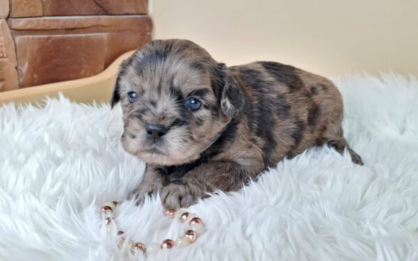 Etoile Froodle Etoile Froodle