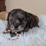 Etoile-female-froodle-puppy-for-sale- (5)