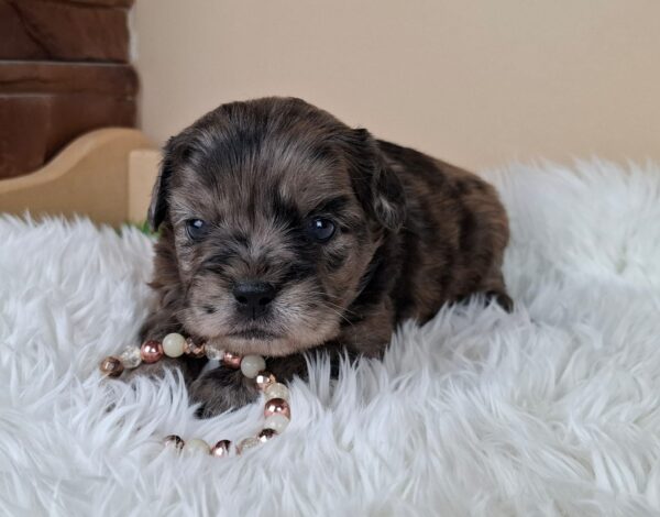 Etoile Froodle Etoile Froodle