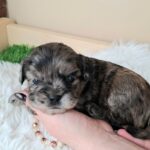 Etoile-female-froodle-puppy-for-sale- (6)