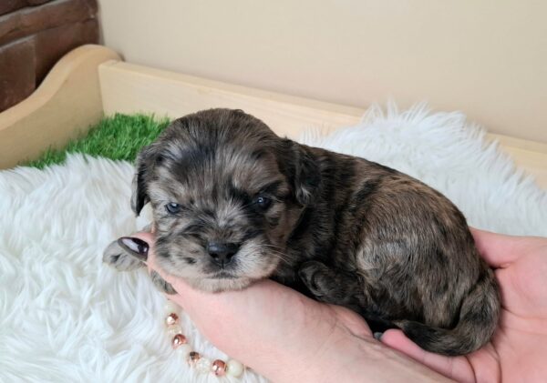 Etoile Froodle Etoile Froodle