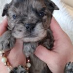 Etoile-female-froodle-puppy-for-sale- (7)