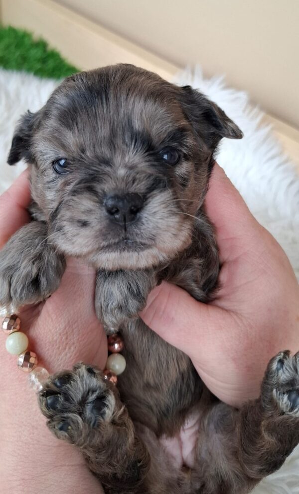 Etoile Froodle Etoile Froodle