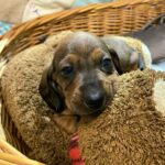 Etoile-female-miniature-dachshund-puppy-for-sale-1 (1)