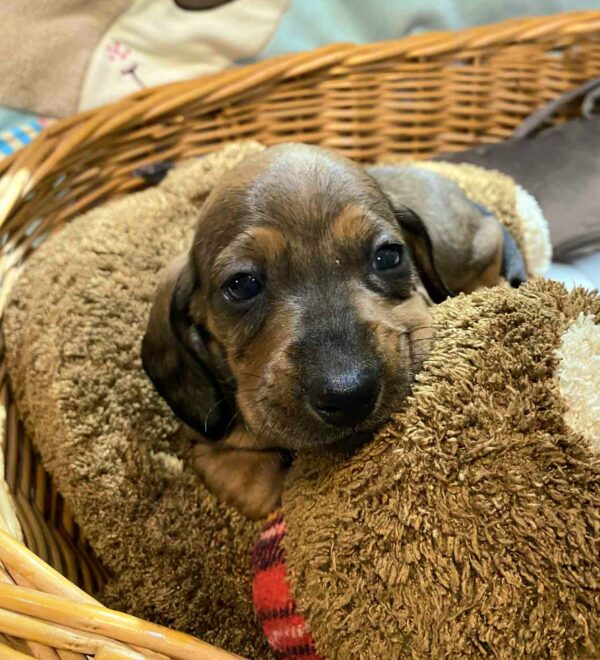 Etoile Miniature Dachshund Etoile Miniature Dachshund