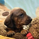 Etoile-female-miniature-dachshund-puppy-for-sale-1 (2)