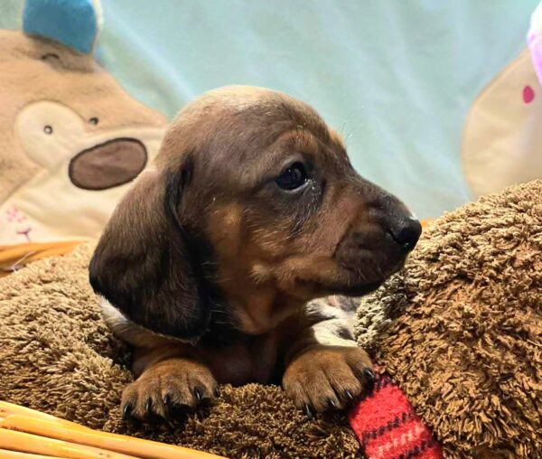 Etoile Miniature Dachshund Etoile Miniature Dachshund