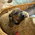 Etoile-female-miniature-dachshund-puppy-for-sale-1 (3)
