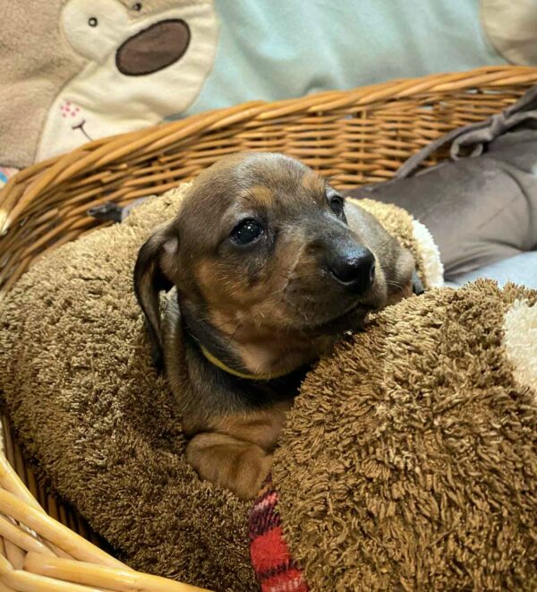 Etoile Miniature Dachshund Etoile Miniature Dachshund