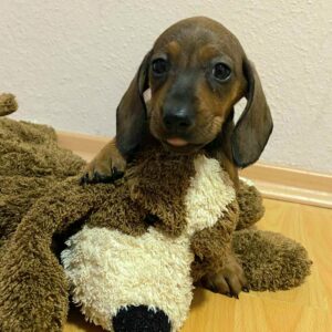 Etoile Miniature Dachshund Etoile Miniature Dachshund