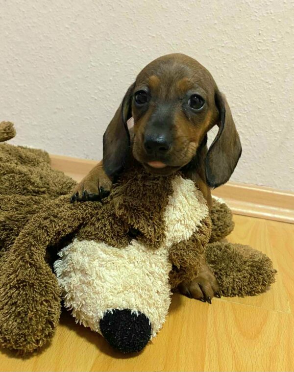 Etoile Miniature Dachshund Etoile Miniature Dachshund