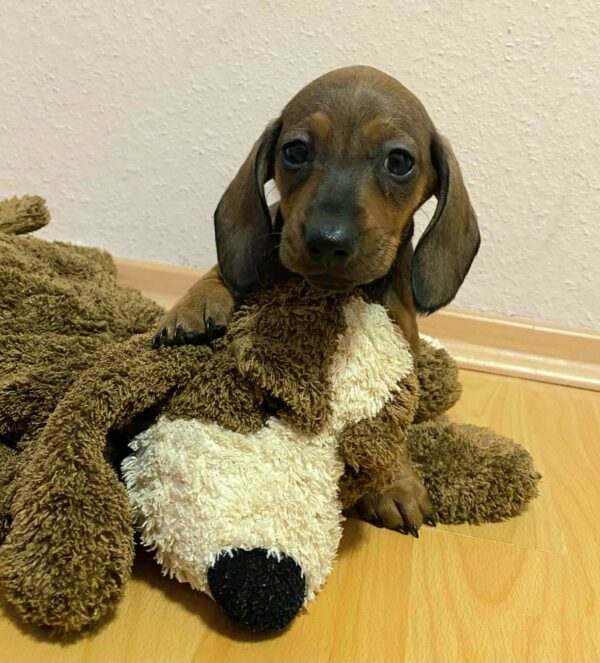 Etoile Miniature Dachshund Etoile Miniature Dachshund