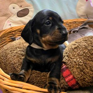 Euclid Miniature Dachshund Euclid Miniature Dachshund