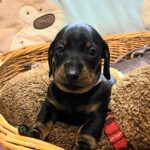 Euclid-male-miniature-dachshund-puppy-for-sale-1 (2)