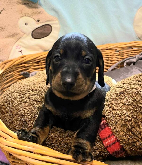 Euclid Miniature Dachshund Euclid Miniature Dachshund