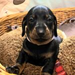 Euclid-male-miniature-dachshund-puppy-for-sale-1 (3)