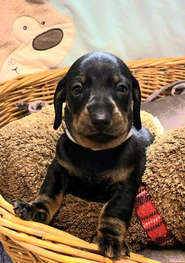 Euclid Miniature Dachshund Euclid Miniature Dachshund