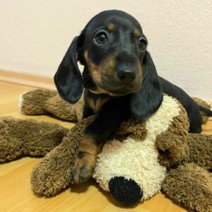 Euclid Miniature Dachshund Euclid Miniature Dachshund