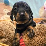 Euclid-male-miniature-dachshund-puppy-for-sale-1 (4)