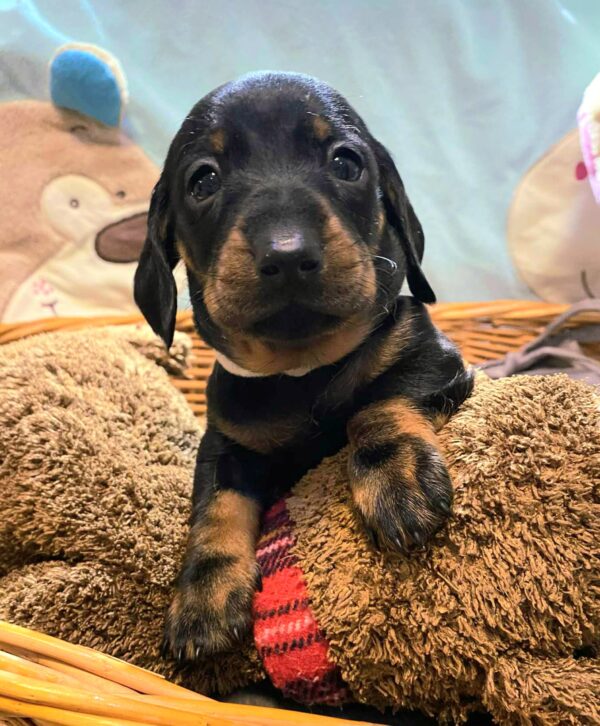 Euclid Miniature Dachshund Euclid Miniature Dachshund