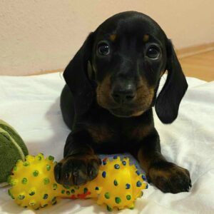 Euclid Miniature Dachshund Euclid Miniature Dachshund