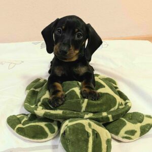 Euclid Miniature Dachshund Euclid Miniature Dachshund