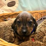 Everest-male-miniature-dachshund-puppy-for-sale-1 (1)