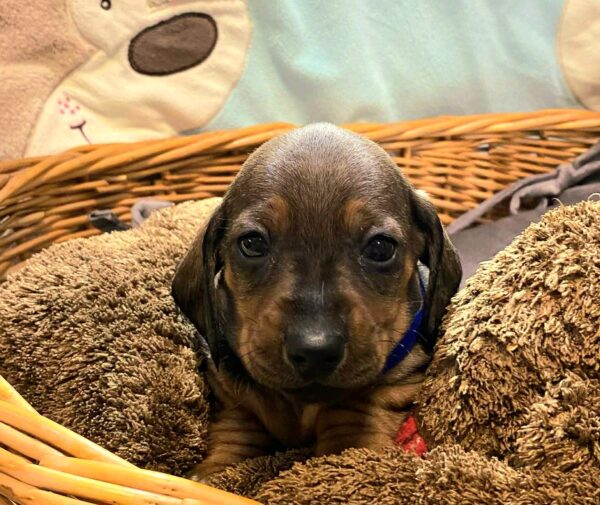 Everest Miniature Dachshund Everest Miniature Dachshund