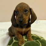 Everest-male-miniature-dachshund-puppy-for-sale- (1)