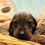 Everest-male-miniature-dachshund-puppy-for-sale-1 (2)