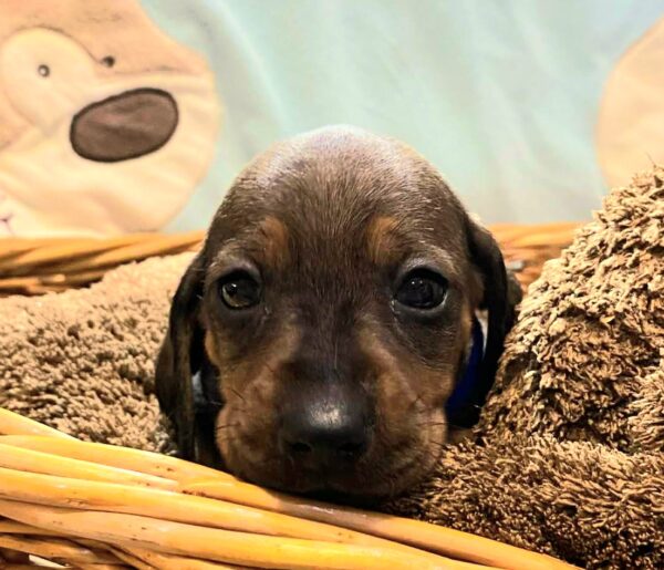 Everest Miniature Dachshund Everest Miniature Dachshund