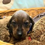Everest-male-miniature-dachshund-puppy-for-sale-1 (3)