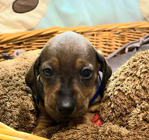 Everest Miniature Dachshund Everest Miniature Dachshund