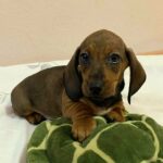 Everest-male-miniature-dachshund-puppy-for-sale- (2)