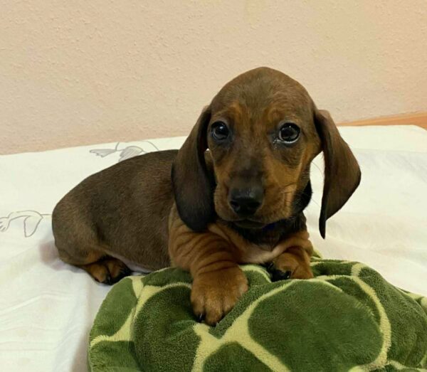 Everest Miniature Dachshund Everest Miniature Dachshund