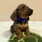Everest-male-miniature-dachshund-puppy-for-sale- (3)