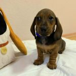 Everest-male-miniature-dachshund-puppy-for-sale- (4)