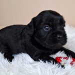 Evrika-female-froodle-puppy-for-sale- (1)