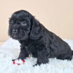 Evrika-female-froodle-puppy-for-sale- (1)