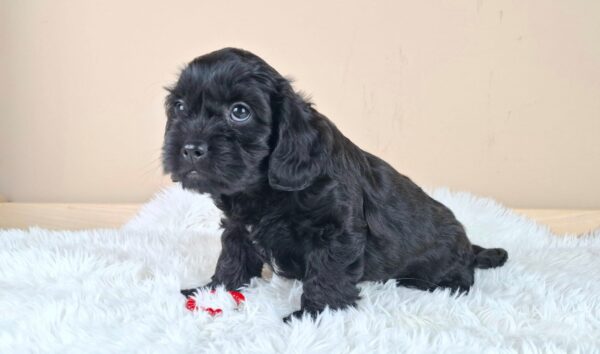 Evrika Froodle Evrika Froodle