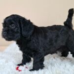 Evrika-female-froodle-puppy-for-sale- (2)