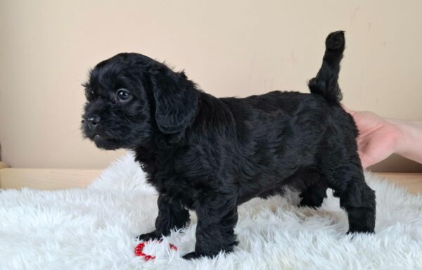 Evrika Froodle Evrika Froodle