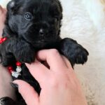 Evrika-female-froodle-puppy-for-sale- (2)