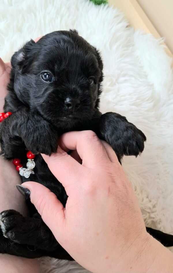 Evrika Froodle Evrika Froodle