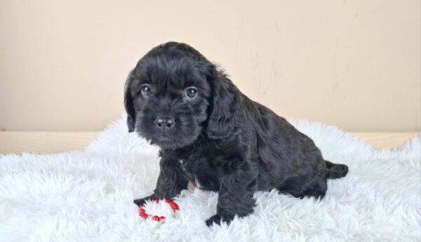 Evrika Froodle Evrika Froodle