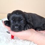 Evrika-female-froodle-puppy-for-sale- (3)