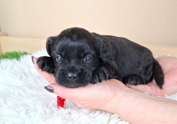 Evrika Froodle Evrika Froodle